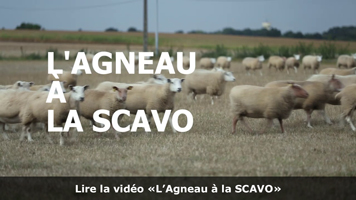 Vidéo sur la sélection de l'agneau à la SCAVO