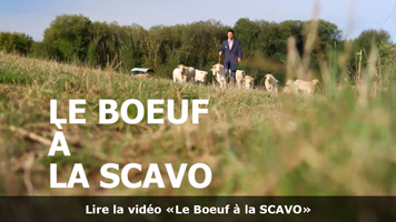 Vidéo sur la sélection du bœuf à la SCAVO