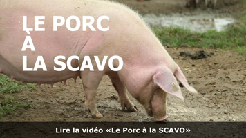 Vidéo sur la sélection du porc à la SCAVO
