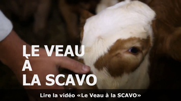 Vidéo sur la sélection du veau à la SCAVO
