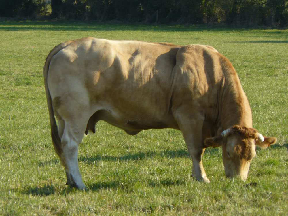 Vache Blonde d'Aquitaine